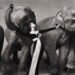 Richard Avedon
